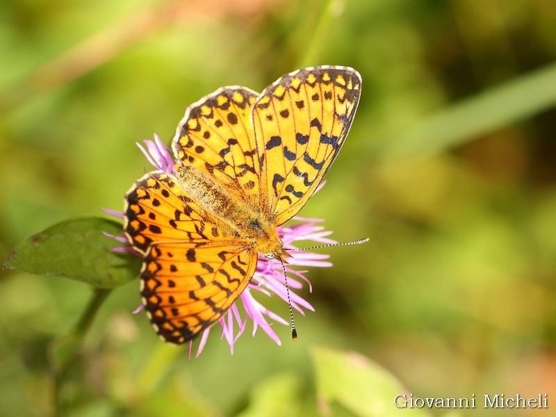 Aiuto ID - Boloria (Clossiana) selene, Nymphalidae